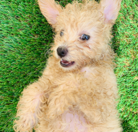 Pomapoo Puppies For Sale - Pilesgrove Pups